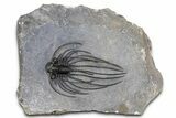 Rare, Spiny Heliopeltis Trilobite - Large Example #382822-3